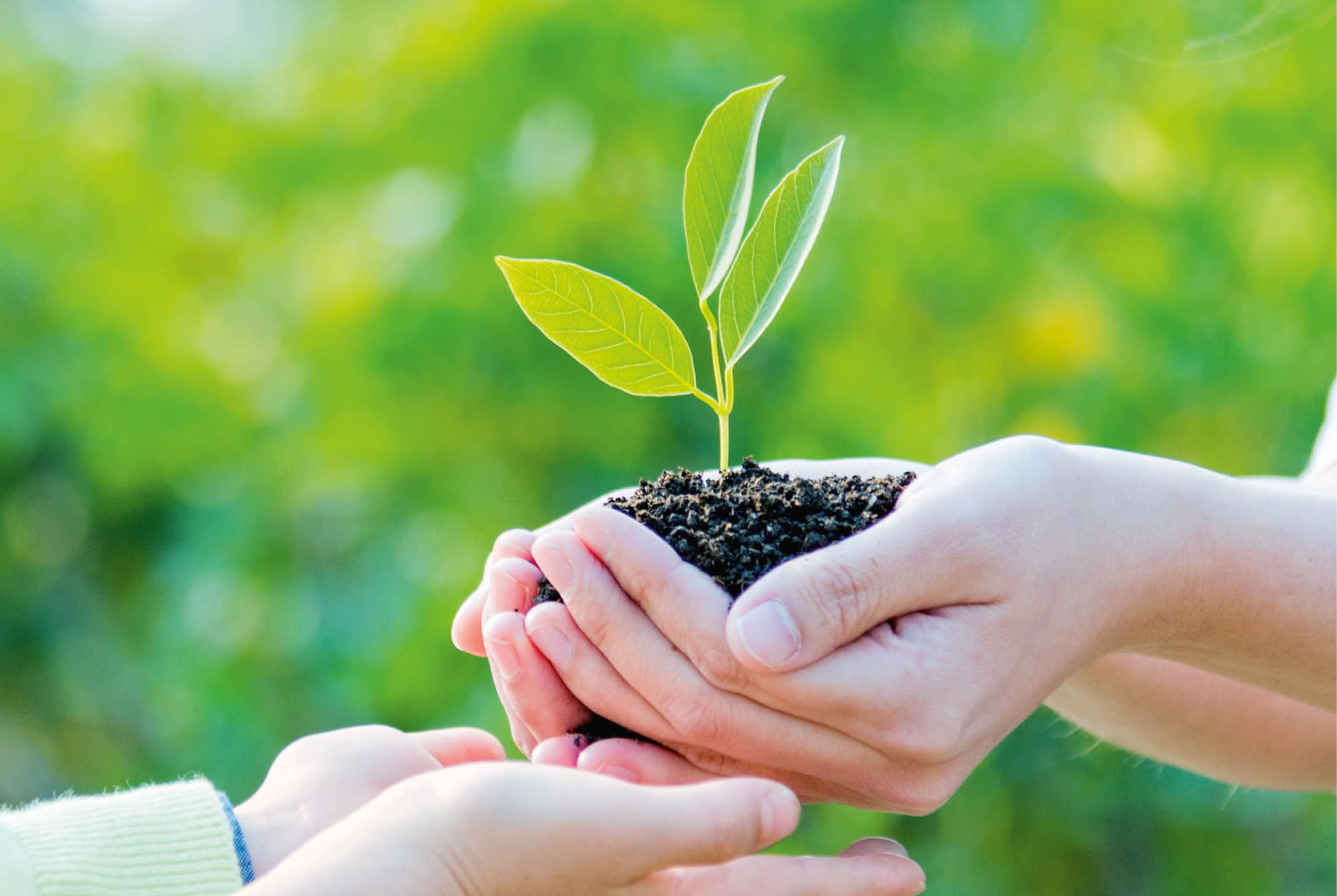 Little boy and mother hands holding new plant.